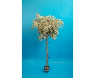 Ficus Kugel grün/weiß 170cm